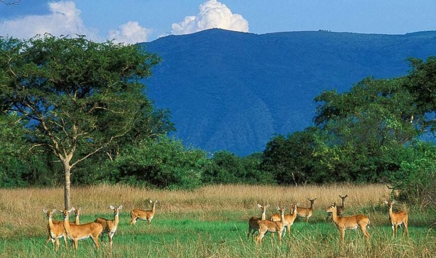 8 Days Kenya Safari and Tanzania tour