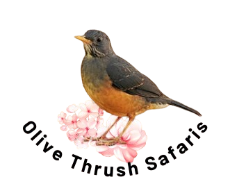 Olive Thrush Safaris